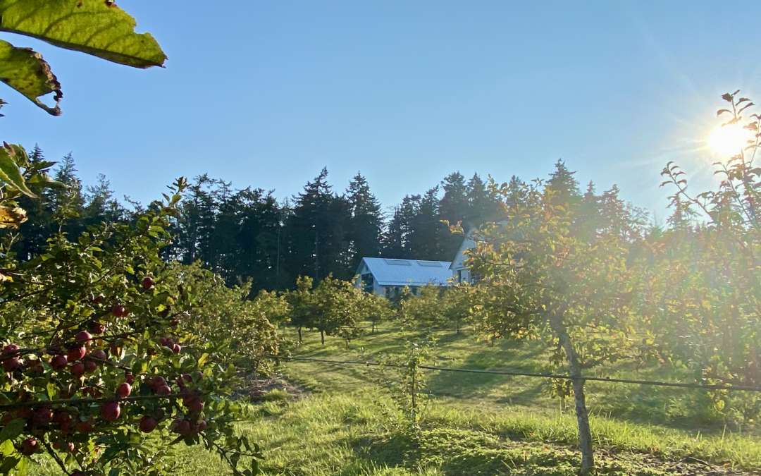 Always look on the bright CIDER life!